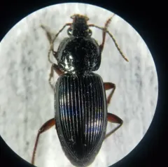 Pterostichus commutabilis thumbnail 3