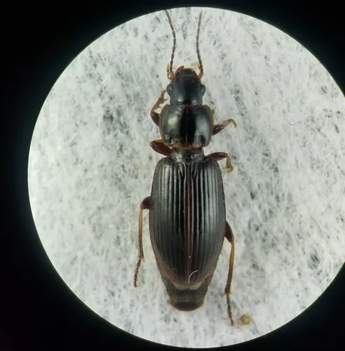 Mourning Harp Ground Beetle