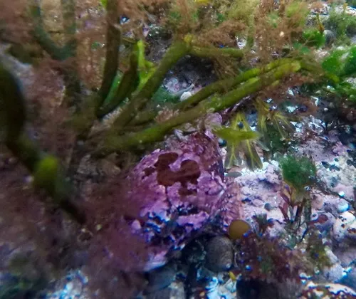 Shorthorn Sculpin