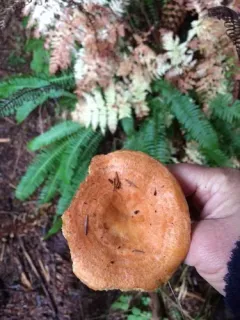 Lactarius olympianus thumbnail 2