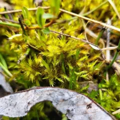 Golden Fuzzy Fen Moss thumbnail 2