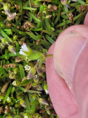 Sea Mouse-ear