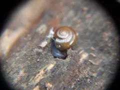 Amber Glass thumbnail 2