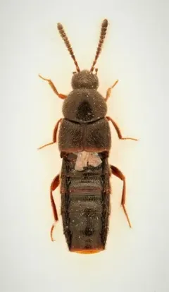 Aleochara sculptiventris thumbnail 1