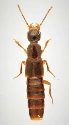 Erichsonius brachycephalus thumbnail 1