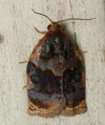Smoked Leafroller Moth