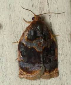 Smoked Leafroller Moth thumbnail 1