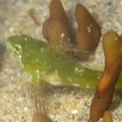 Sharpnose Sculpin thumbnail 4