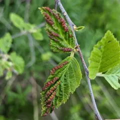 Spiny Witch-Hazel Gall Aphid thumbnail 2