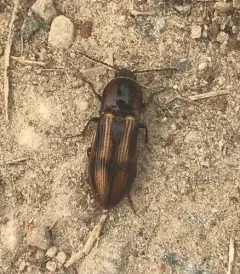 Festive Click Beetle thumbnail 4
