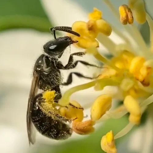 Fox's Sweat Bee