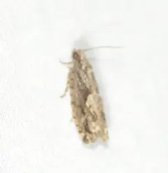 Pecan Bud Moth thumbnail 2