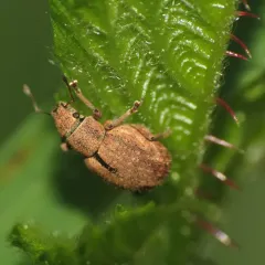 Nut Leaf Weevil thumbnail 4