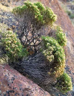 dwarf goldenbush thumbnail 4