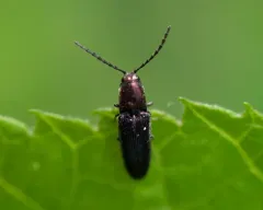Gold-headed Click Beetle thumbnail 3