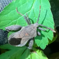 Piezogaster calcarator thumbnail 3