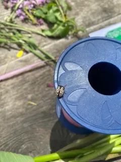 Calligrapha apicalis thumbnail 3
