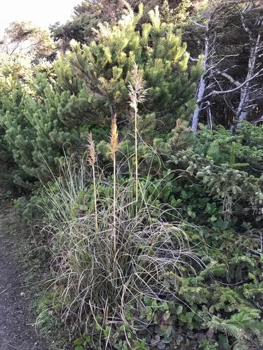 Pacific Small-reedgrass