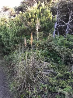 Pacific Small-reedgrass thumbnail 1