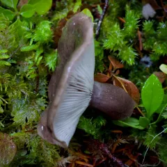 Gray-stemmed Milk Cap thumbnail 2