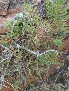 Spiny Greasebush thumbnail 3