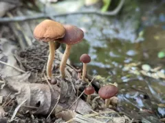 Maroon Brittlestem thumbnail 3