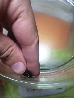 Hydrochara obtusata thumbnail 1