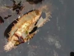 False White Sea Cucumber thumbnail 4