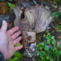 Blackening Brittlegill thumbnail 4