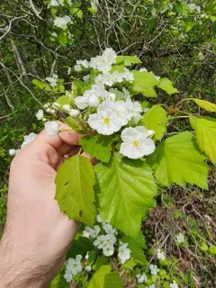 Pennsylvania Hawthorn thumbnail 2