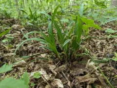 Carey's sedge thumbnail 4