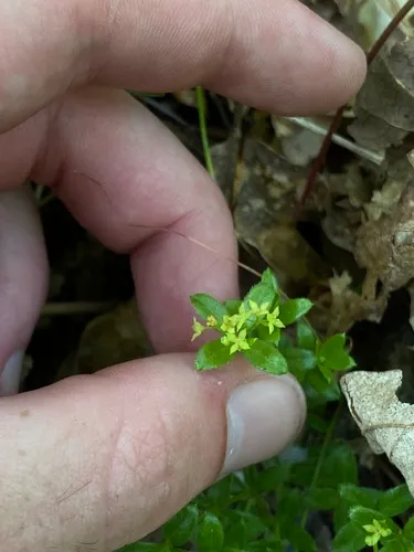 Humboldt bedstraw