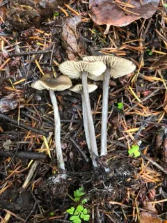 Entoloma fuligineocinereum thumbnail 4