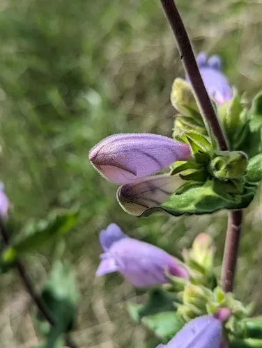 Stickystem Penstemon