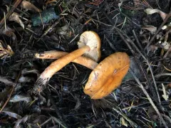 Lactarius luculentus thumbnail 2