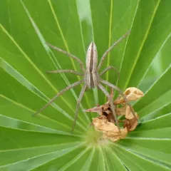 Oblong Running Spider thumbnail 1