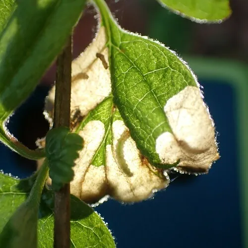 Purplish Birch-miner Moth