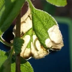 Purplish Birch-miner Moth thumbnail 1