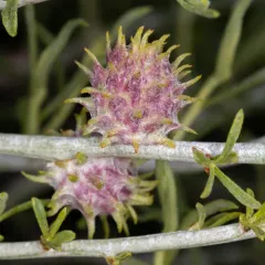 Cotton-gall Midge thumbnail 3