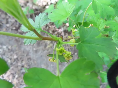 Ribes fasciculatum