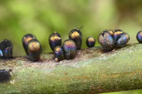Lamproderma zonatum