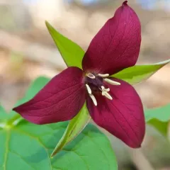 red trillium thumbnail 2