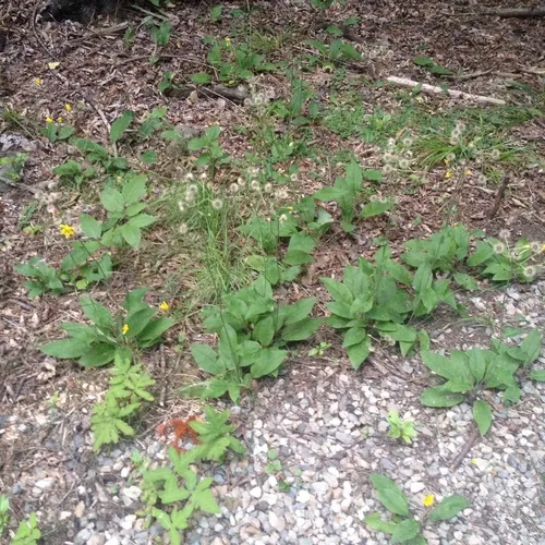 common hawkweed