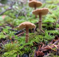 Earthy Powdercap thumbnail 2