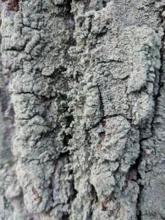 Branched Pixie-cup Lichen thumbnail 3