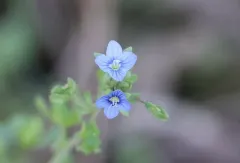 Fingered Speedwell thumbnail 3