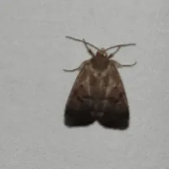 Slowpoke Moth thumbnail 3