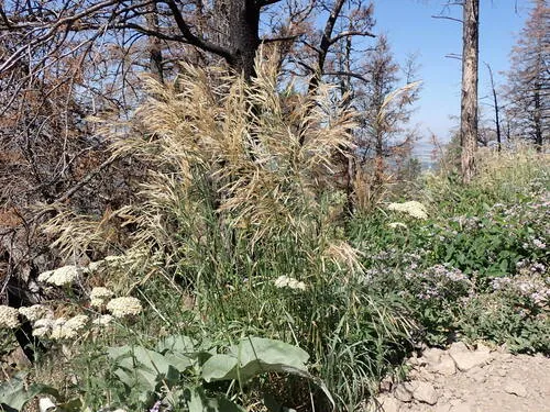 Meadow Brome