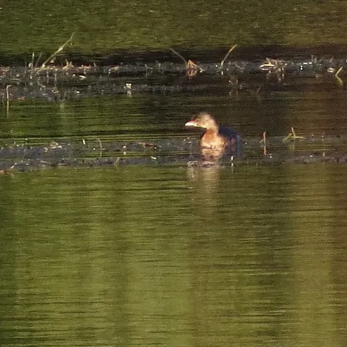 Pied-billed Grebe