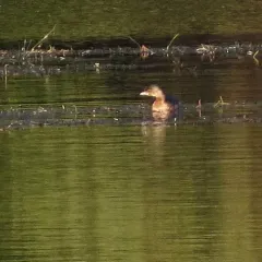 Pied-billed Grebe thumbnail 1